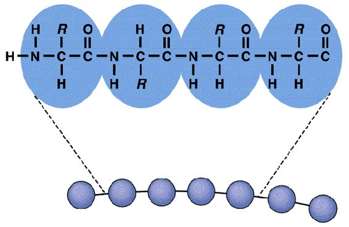 Protein Primary Structure Characterization Methods