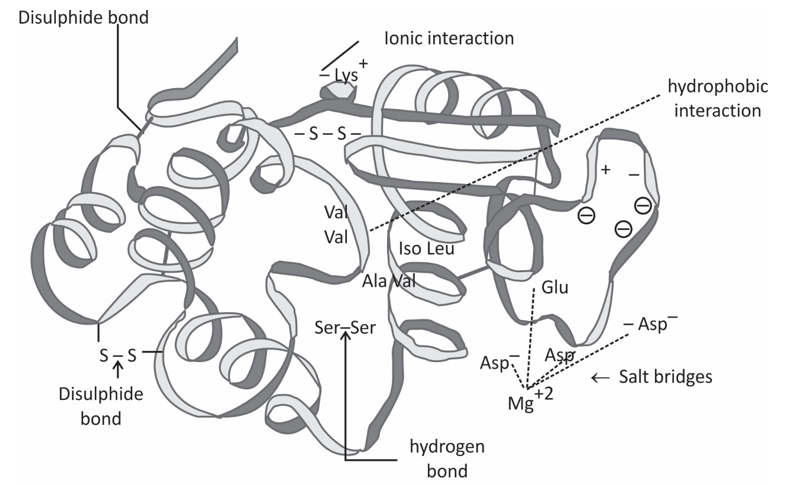 Protein Tertiary Structure Characterization