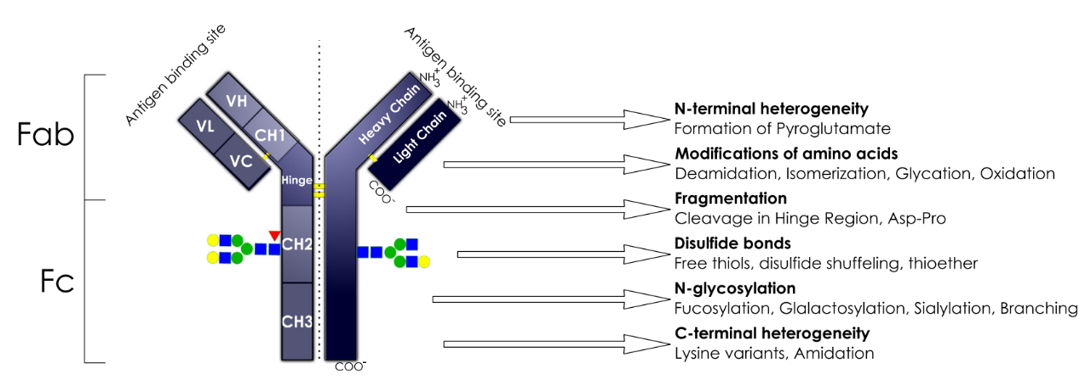 PTMs of Monoclonal Antibodies and Their Druggability Evaluation