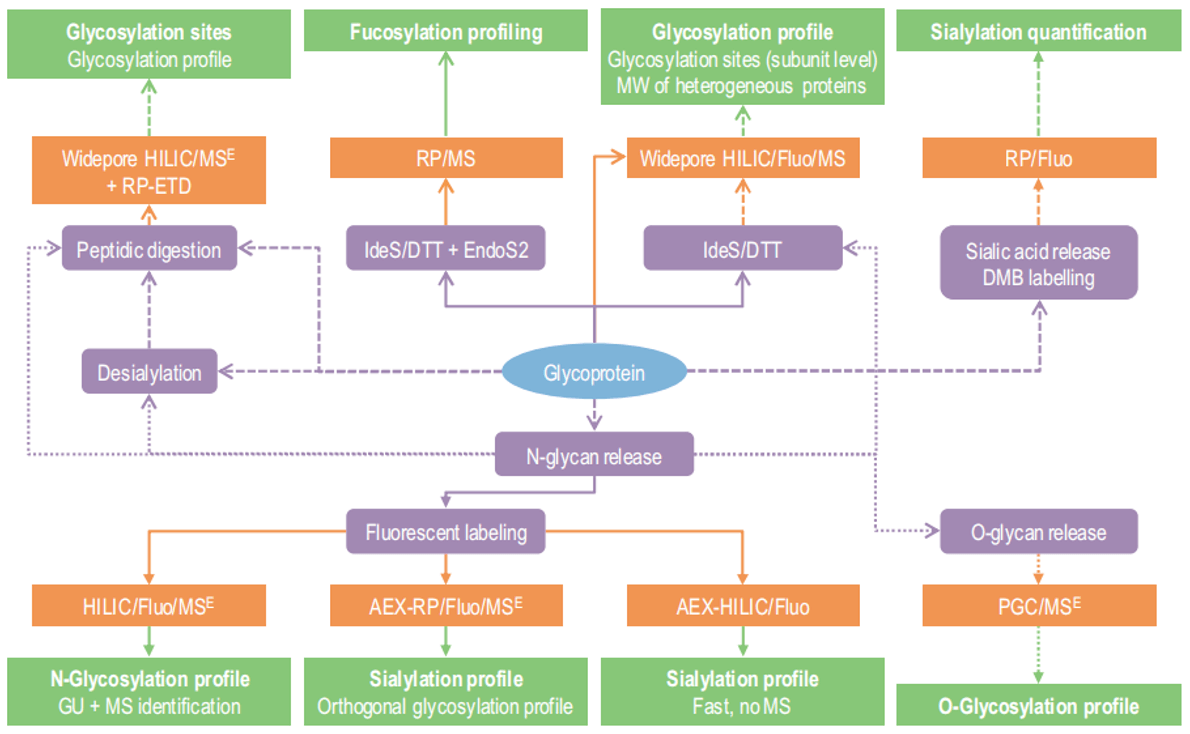 Simplified overview for the characterization of therapeutic glycoproteins
