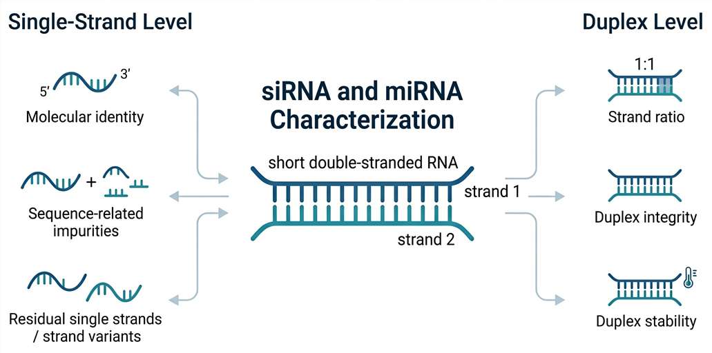 Infographic showing siRNA and miRNA characterization at the single-strand and duplex levels, including molecular identity, sequence-related impurities, residual single strands, strand ratio, duplex integrity, and duplex stability.