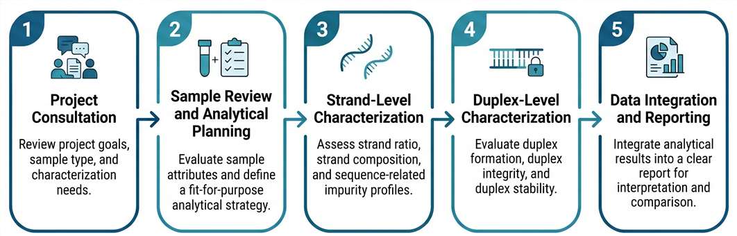 Workflow infographic showing siRNA and miRNA characterization from project consultation and sample review to strand-level analysis, duplex-level assessment, and final reporting.
