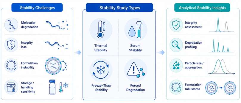 Introductory infographic showing stability challenges, key stability study types, and analytical insights for nucleic acid drugs.