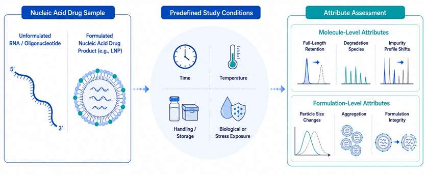 Conceptual diagram showing nucleic acid drug samples exposed to predefined study conditions and assessed for molecule-level and formulation-level stability attributes.