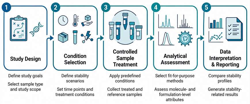 Workflow diagram showing study design, condition selection, controlled sample treatment, analytical assessment, and data interpretation for nucleic acid drug stability studies.