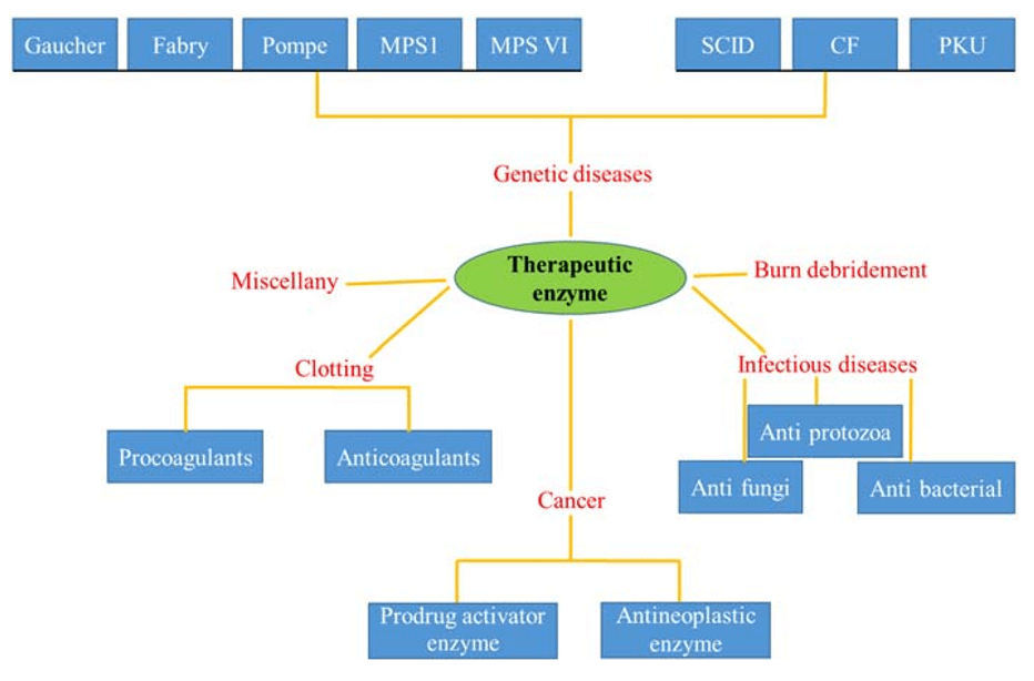 Application of therapeutic enzymes in different disorders and diseases