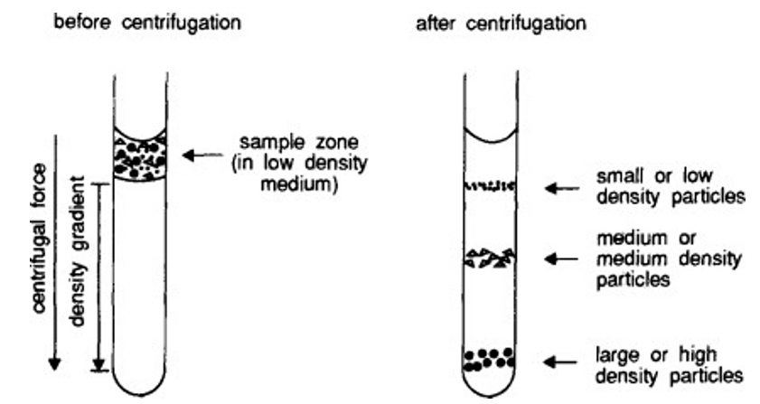 Schematic diagram of rate-zonal and isopycnic centrifugation