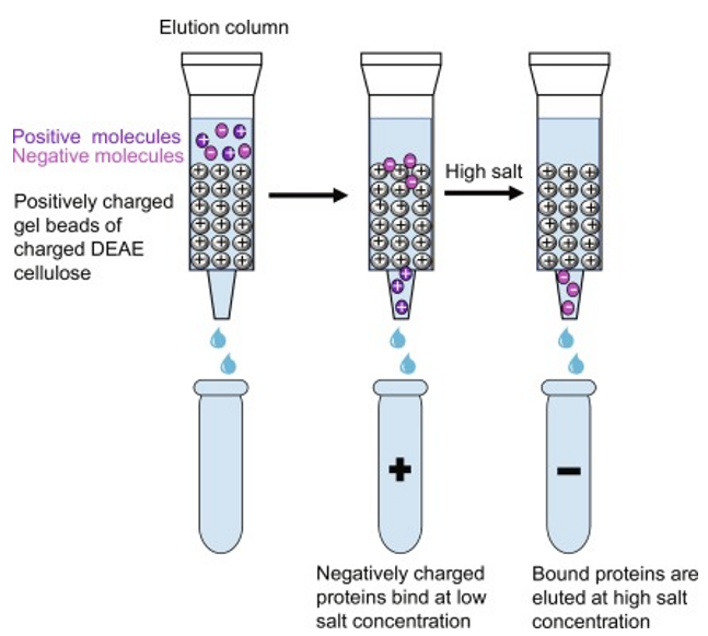 Ion exchange chromatography