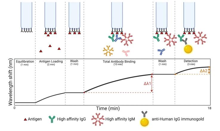 Figure 7:  Overview of the BLI (Bio-Layer Interferometry) experiment.