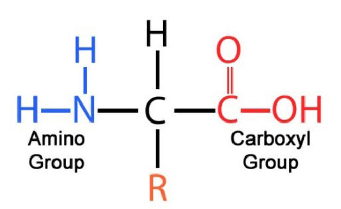 Amino acid structure formula