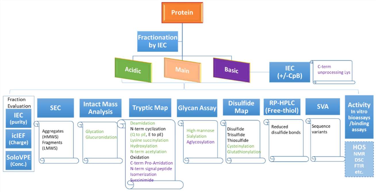 A flowchart diagram showing the charge variant characterization workflow with recommended assays to monitor various product attributes.