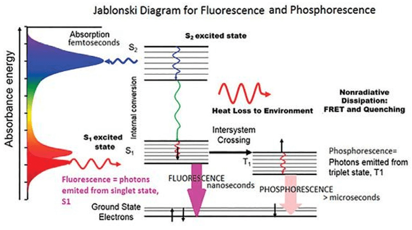 The Jablonski Diagram of molecular absorbance and fluorescence