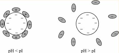 Pihlasalo S, et al,. Anal Chem. 2012