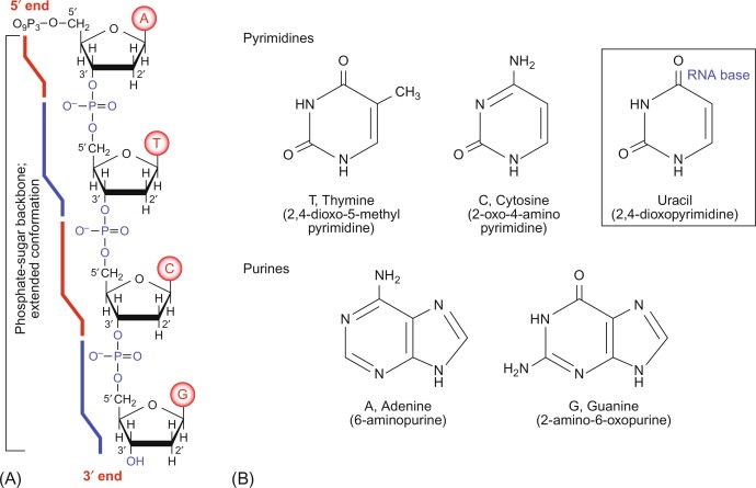 Chemistry of nucleic acids.