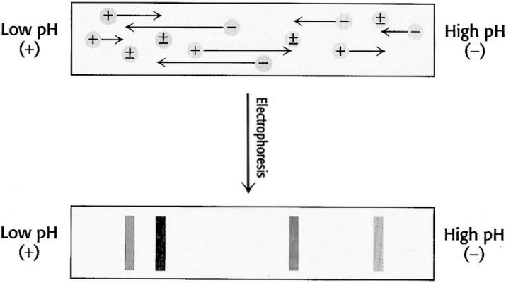 Isoelectric focusing. A pH gradient is established in a gel before loading the sample. After the sample is loaded a voltage is applied. The protein will migrate to their isoelectric pH, which they have no net charge.