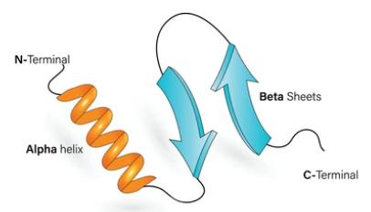 Fig 1. Protein secondary structure.