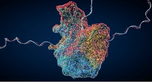 Single Molecule Fluorescence Sequencing