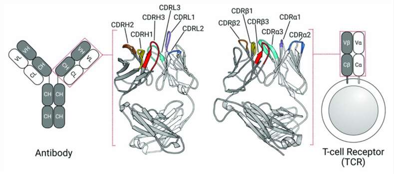 Fig.1. TCRs and antibodies share a globally similar structure.