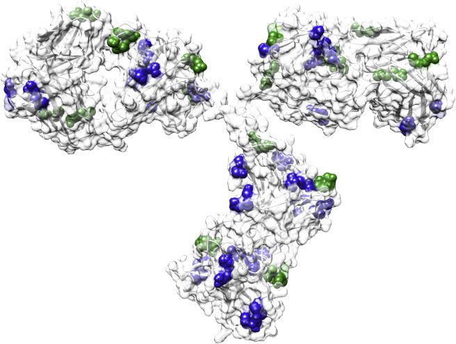 Fig. 1. Potential chemical degradation sites (deamidation and isomerization) in an antibody (PDB: 1IGT).