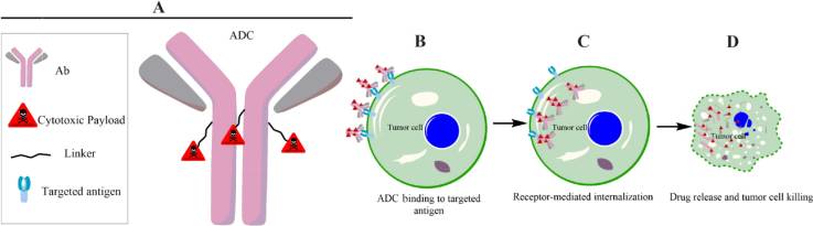 Fig. 1. Schematic representation of ADC, showing the main components of an ADC and its cell cytotoxicity mechanism.