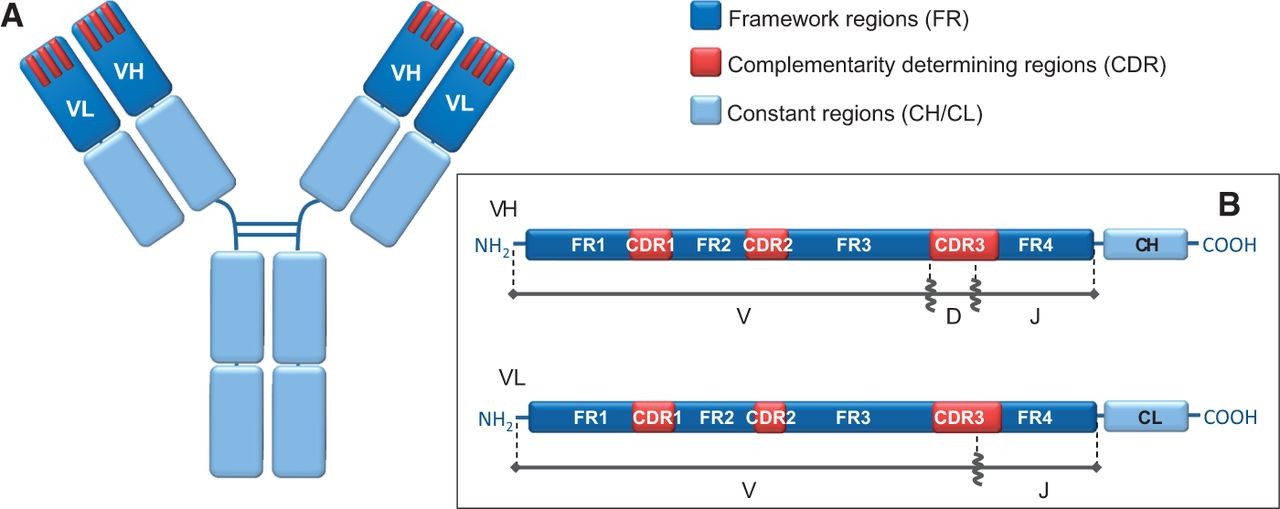 Fig. 1. Antibody structure.