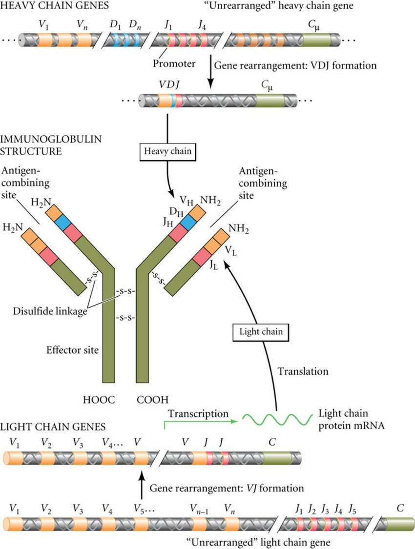 Fig. 1. Center: Structure of a typical immunoglobulin (antibody) protein.