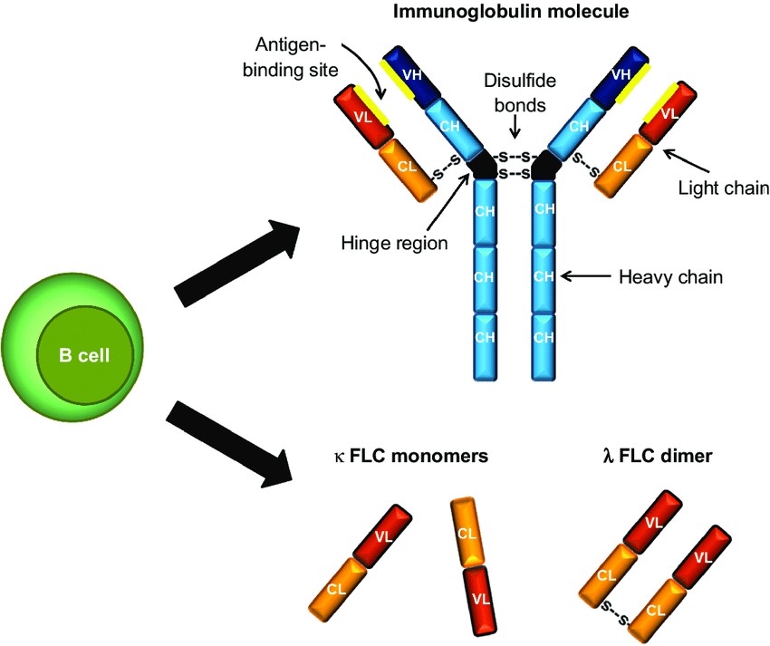 Fig. 1. Immunoglobulin and free light chain (FLC) structure.