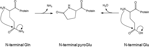 Fig. 1. Pyroglutamate formation mechanism.