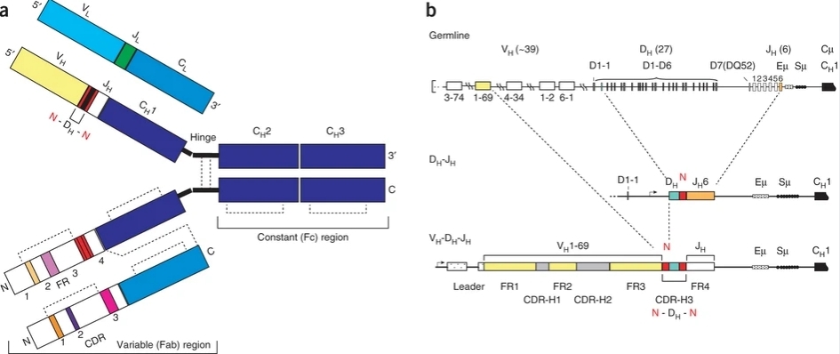 Fig.1. Antibody structure and sequence diversification mechanisms. (George Georgiou, et al., 2014)