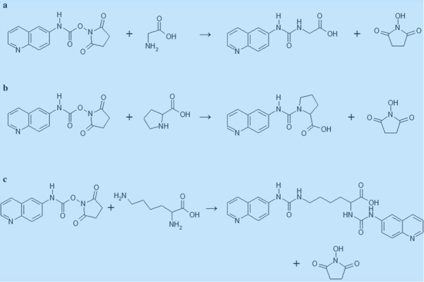 Fig. 1. Scheme of derivatization procedure of three different amino acids—glycine (a), proline (b) and lysine (c) with the use of Acc.QTag Ultra derivatization reagent and generation of appropriate products of the reaction.