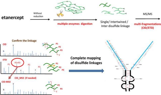 Fig. 1. Workflow for Analysis of Disulfide Bonds by Multienzyme Digestion Combined with LC-MS/MS.