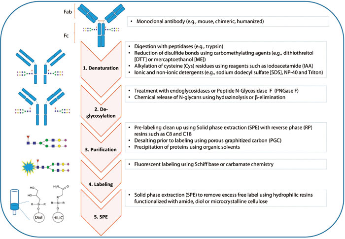 Fig. 1. Schematic illustrating the steps of a typical sample processing method for N-glycan analyses of monoclonal.