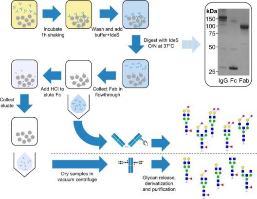 Fig. 1. Workflow of IgG Fab and Fc glycosylation analysis.