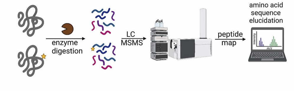 Fig. 1. Peptide mapping analysis of AAV capsids using LC-MS/MS.