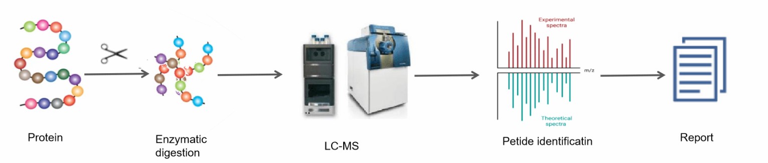 Fig. 2. Workflows of our biopharmaceutical peptide mapping analysis service.