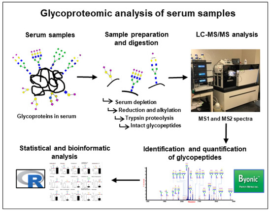 Fig. 1. Workflow of glycoproteomic analysis to identify and quantify glycopeptides by using byonic software.
