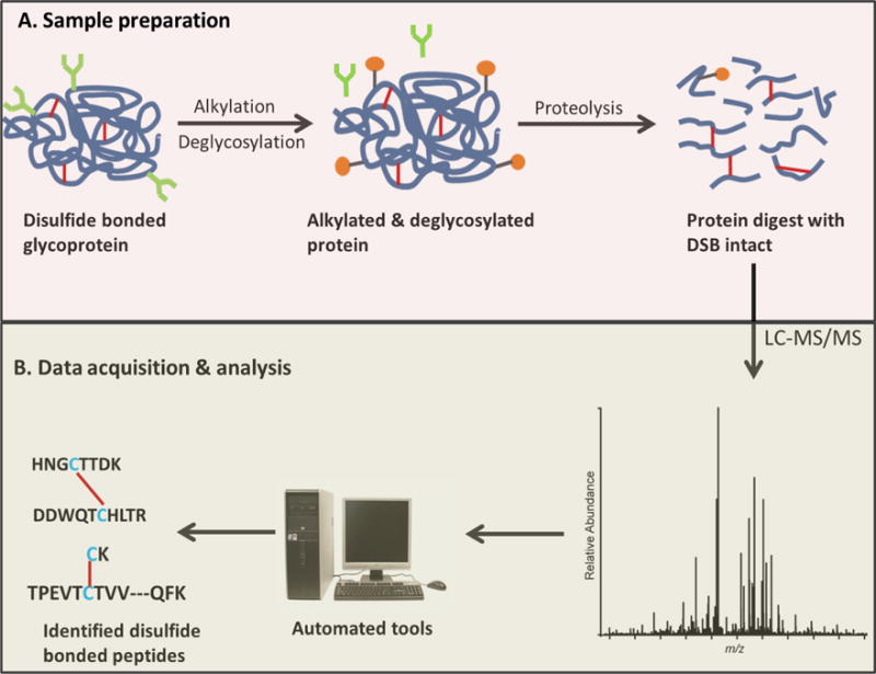 Fig. 1. Disulfide bond analysis workflow.