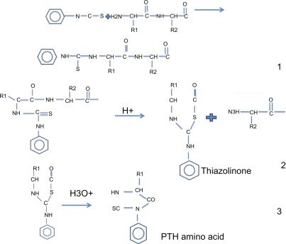 Fig. 1. The Edman degradation reactions and conversion step.