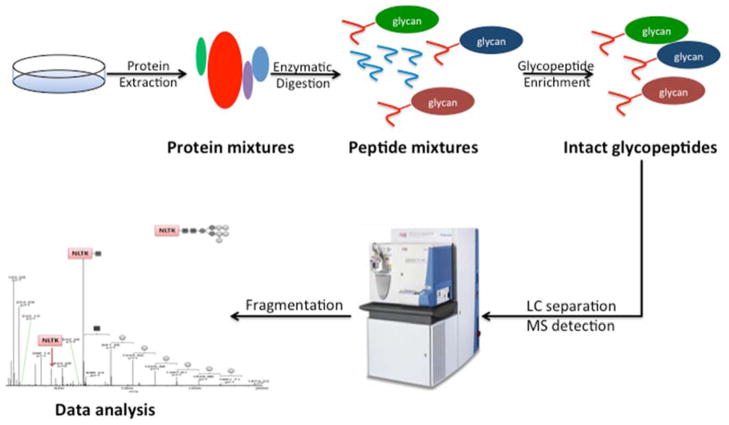 Fig. 1. Overall workflow of Intact glycopeptide characterization using mass spectrometry.