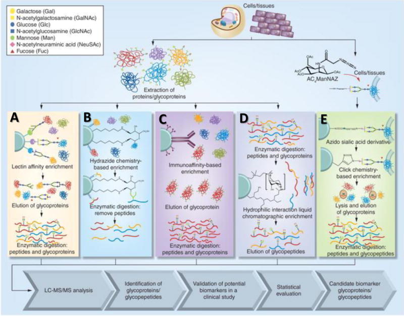 Fig. 1. Flowchart highlighting typical glycoproteomics work flow.