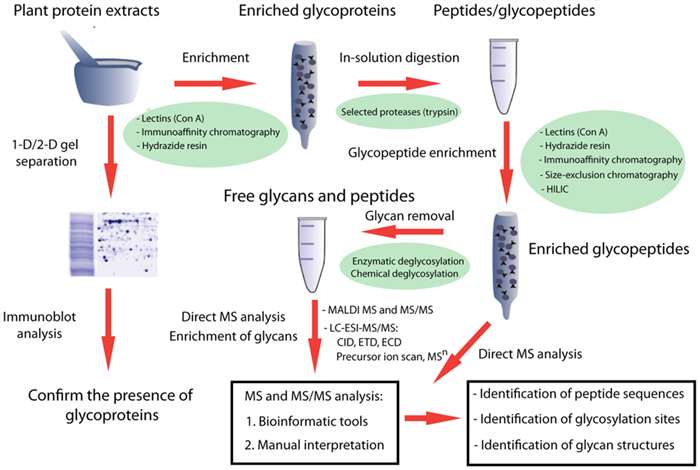 Fig. 1. A schematic overview of experimental approaches for the systematic characterization of glycoproteins by mass spectrometry-based proteomic analysis.