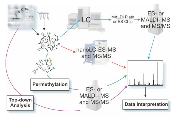 Fig. 1. A simplified glycoproteomic experimental workflow is shown, illustrating common approaches to glycoproteomic analysis.