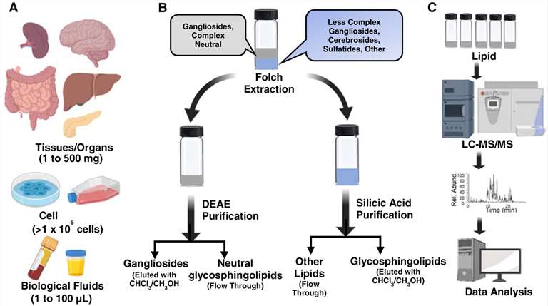 Fig. 1. General workflow to extract and isolate glycosphingolipids.