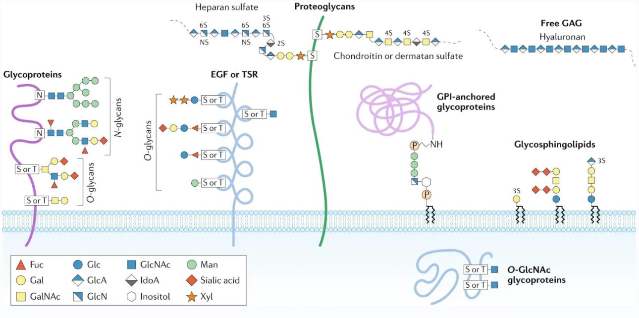 Fig. 1. Major types of glycosylation in humans.