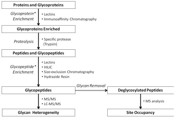 Fig. 1. The standard approaches to determine site-specific glycosylation employing the specific enzymatic proteolysis.
