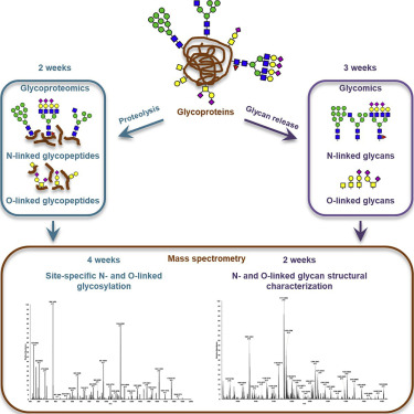 Fig. 1. Glycomics-informed glycoproteomic analysis of site-specific glycosylation for biotherapeutics.