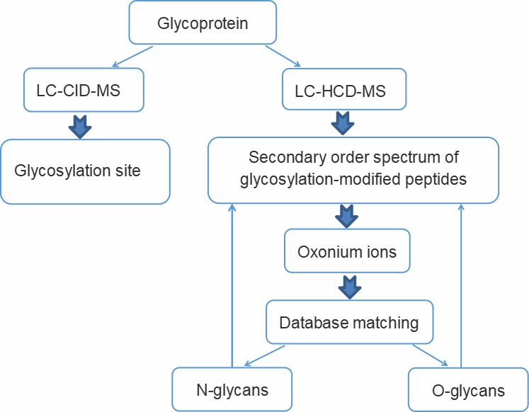Fig. 2. Workflow of our glycosylation sites and glycoform analysis services.