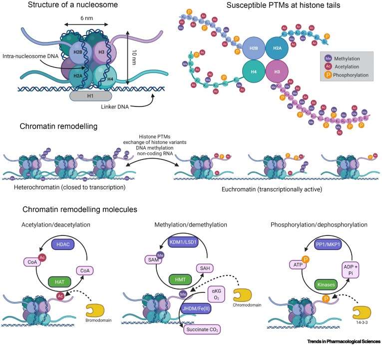 Fig. 1. Post-translational modifications (PTMs) at histone tails and their impact on chromatin remodelling.