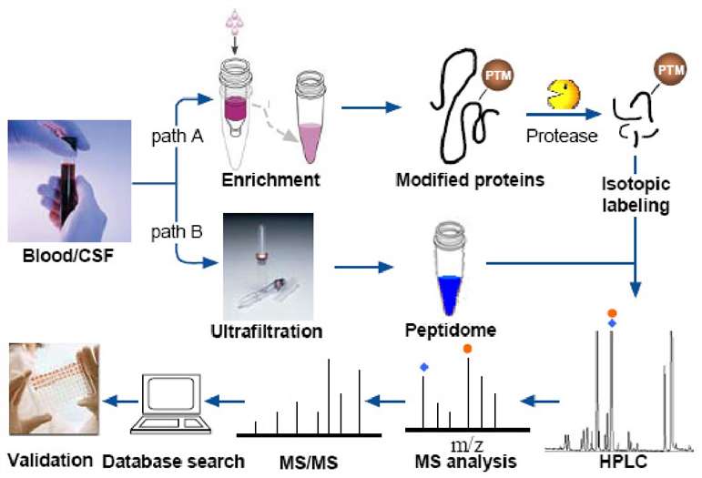 Fig. 1. Overview of the workflow of MS-based proteomics/peptidomics for biomarker discovery.