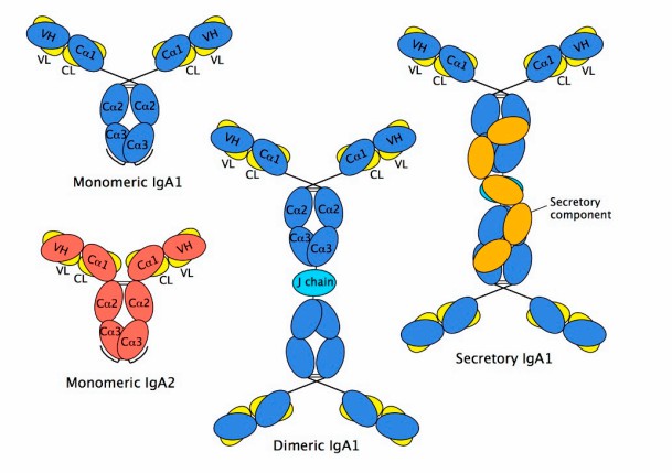 Fig. 1. Schematic diagram of IgA structures-monomeric, dimeric, and secretory IgA.